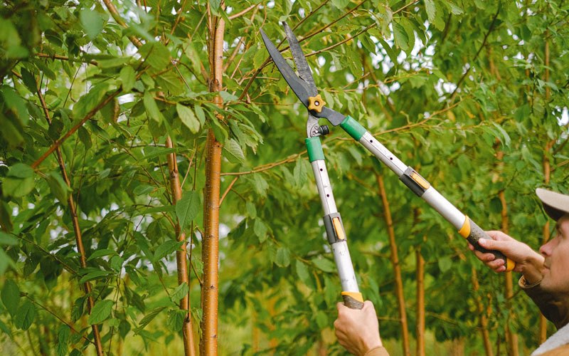 Tree trimming in Sault Sainte Marie, MI